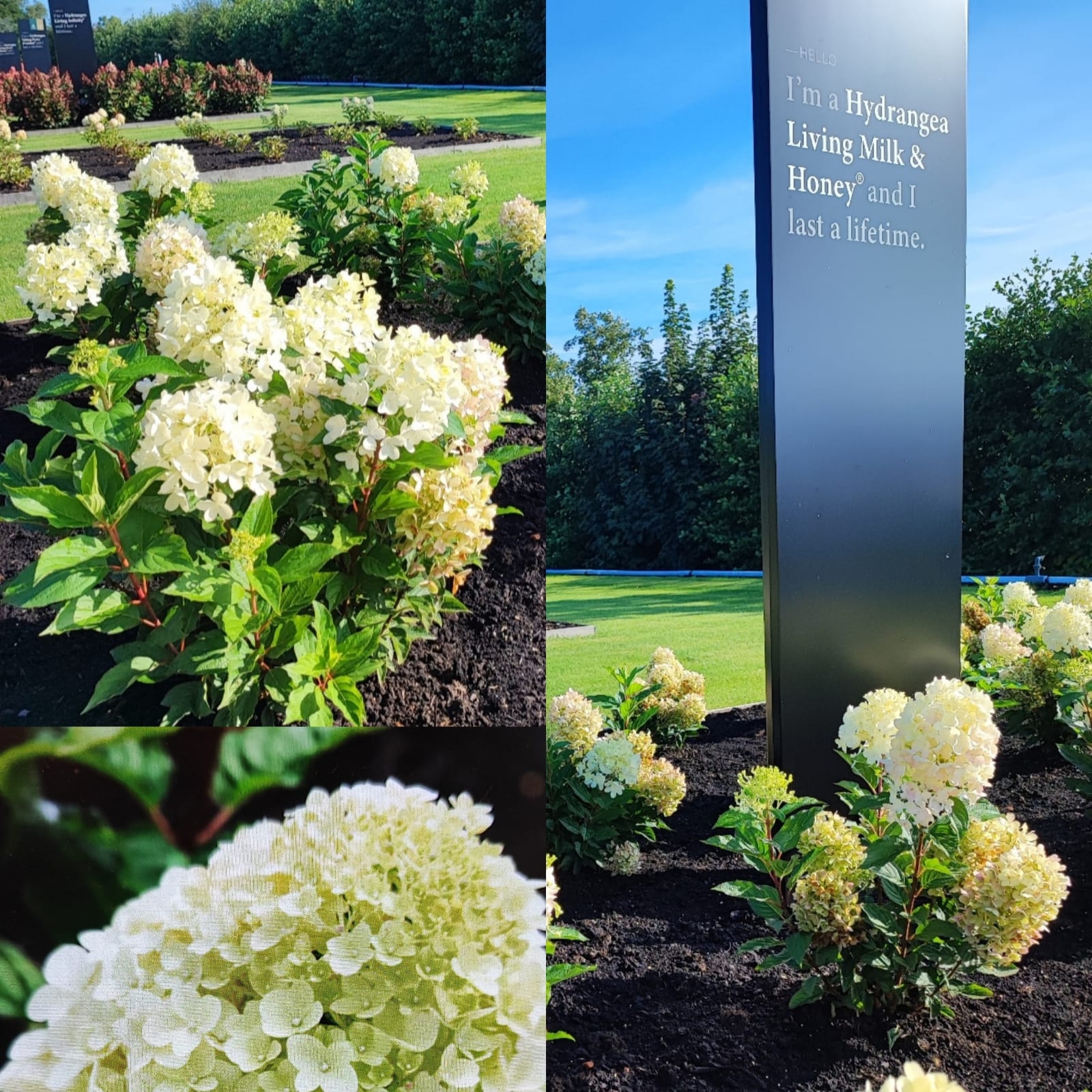  'Living Milk & Honey'  Hydrangea pan.